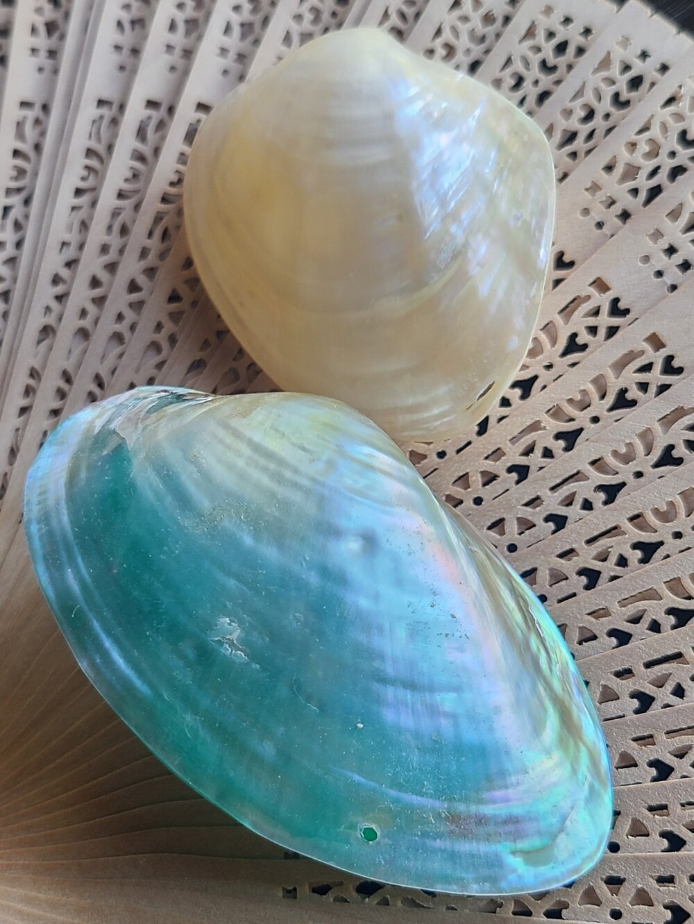 Iridescent Abalone Shell Pair - Cream & Seafoam Green